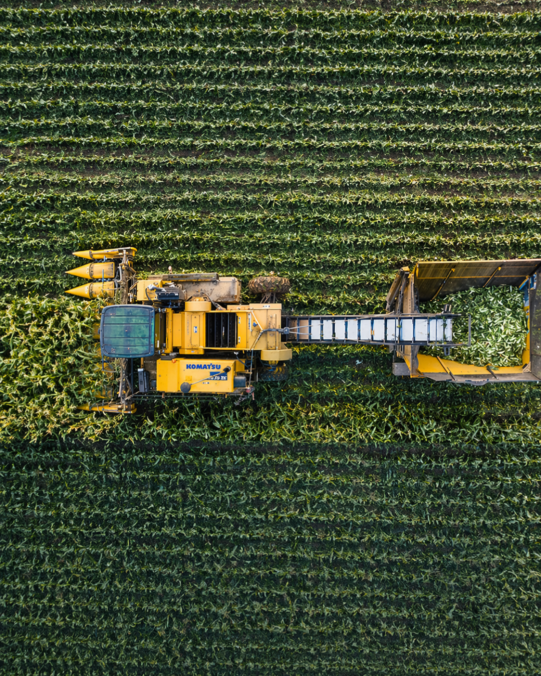 Plantation