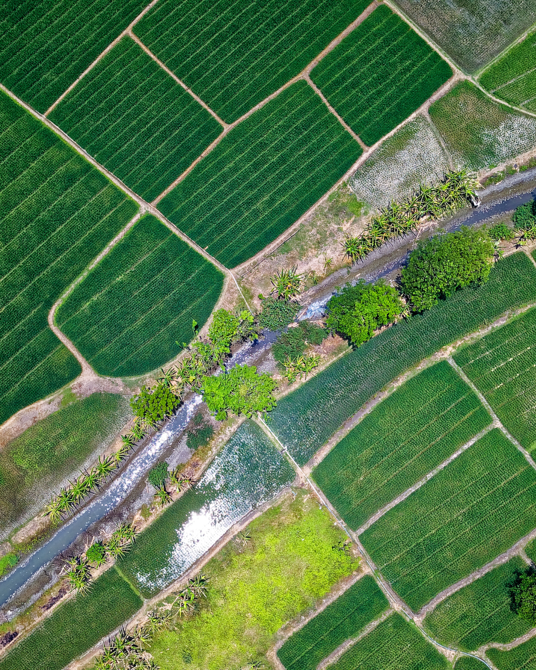 Agriculture